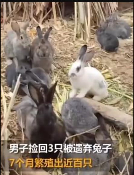 河北一男子捡回3只兔子,7个月繁殖了近百只 小兔子 哺乳动物 网易订阅 