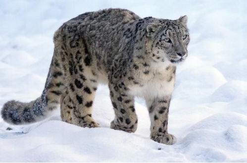 外国雪豹 偷渡 内蒙古 大草原发现罕见野生雪豹,并非我国物种