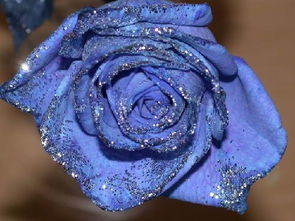 蓝色妖姬带花语图片,蓝色妖姬、花语、