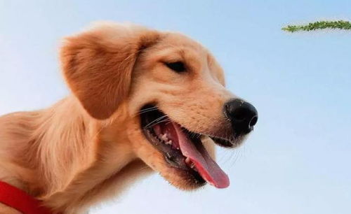 狗狗汗腺的主要功能不在于出汗散热,还有更重要的作用