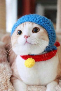 冬天怎么给小猫保暖,冬天养猫要注意什么