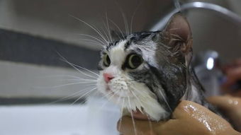 猫咪不喜欢洗澡,但并不代表它们怕水,证据有这两个