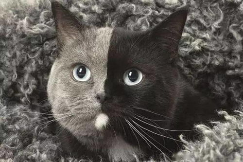 一只猫有两张脸,世界上最罕见的猫 双面猫
