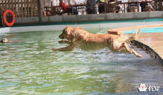 金毛犬的游泳训练 