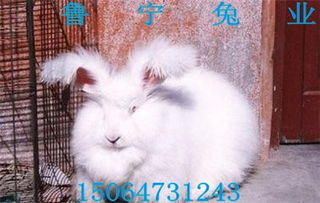 珍珠系长毛兔品种价格招商 山东省 兔 