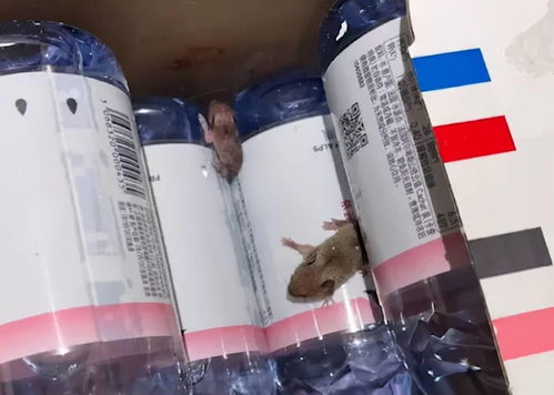 头皮发麻 杭州一女子网购矿泉水惊现2只活老鼠,店家 退款退货并补偿20元