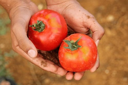 6月种番茄还能结果吗 西红柿几月就不结果了
