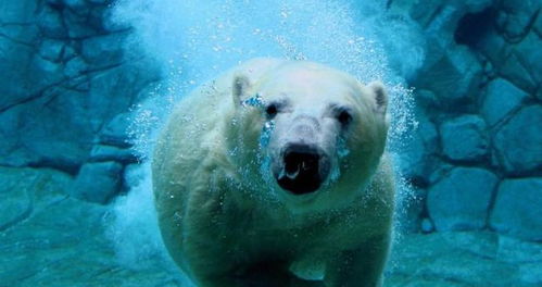 熊族第一 的北极熊和 虎类最强 东北虎, 到底哪个更厉害