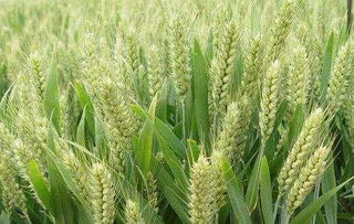 明年取消小麦托收 主产区小麦价格用上涨表态度 