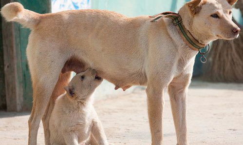 幼犬的准确断奶时间和幼犬喂食方法你知道多少