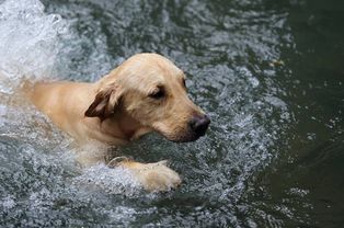 不要随便让狗狗下水游泳,这些狗狗是不会游泳的,铲屎官要小心