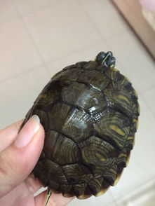 黄耳龟是巴西龟的一种么 和巴西红耳龟有什么区别 