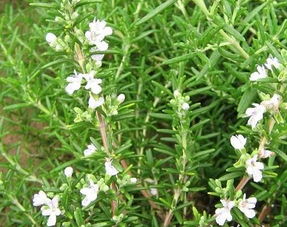 迷迭香花语图片大全,迷迭香的花语