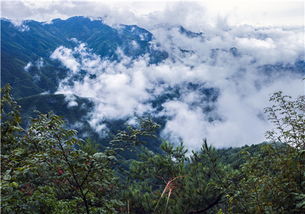 中国革命的摇篮 井冈山在哪里 森林资源丰富吗
