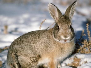 澳洲的野兔泛滥成灾,靠 吃 真的能解决问题吗 专家 太天真了