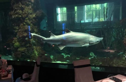 中国首个也是唯一一个拥有大型鲨鱼的体验式餐厅 与鲨共舞 