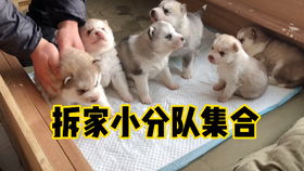 辞旧迎新励志段子精选  风犬少年的天空经典台词？