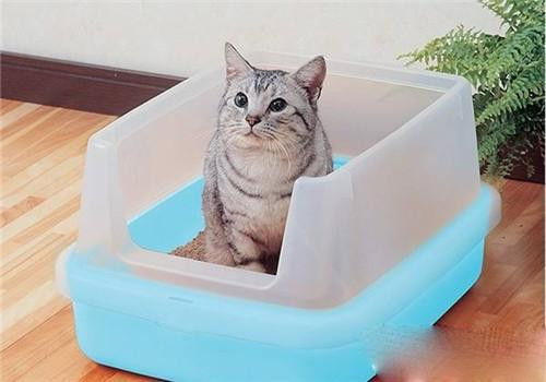 小猫的健康的问题,小猫去猫砂盆但是没尿