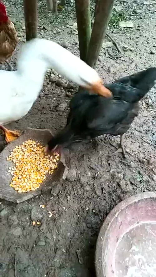 鸡子给大鹅抢食吃,鸡子忙着吃食,大鹅直接咬鸡子 