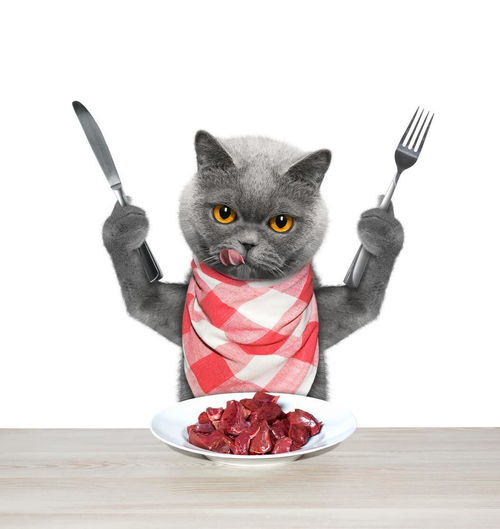 羊肉虽好,猫吃多了会增加消化器官的负担,猫能吃羊肉吗