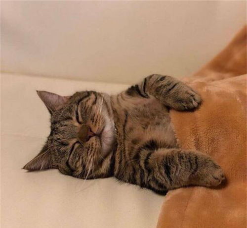 分享一下猫咪入睡的全过程,3步入睡,想睡就睡从来不会失眠 