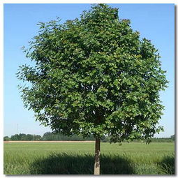白蜡树,白蜡树种植白蜡树的养殖方法