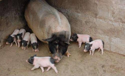 巴马香猪养殖场疾病监测系统的完善