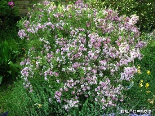 瑞香花掉叶子怎么办,检查浇水情况