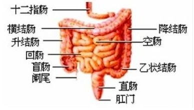 直肠癌保肛还纳后能活多久