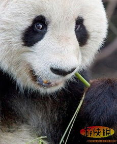 腐肉挡不住的诱惑 萌物国宝大熊猫竟爱吃肉 