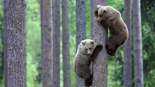 动物奇观 狗熊也会上树