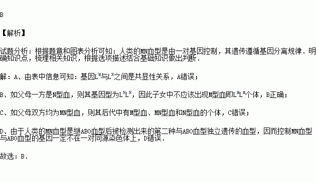 人类的MN血型是继ABO血型后被检测出来的第二种与ABO血型独立遗传的血型.其基因型与表现型的关系如表所示.下列相关叙述正确的是 A.基因LM与LN之间存在不完全显性关系 