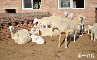 农村养羊有政策补贴吗 要怎么领取呢 
