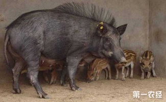 野猪的养殖技术有哪些 野猪的人工饲养方法与技巧