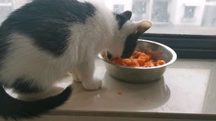 猫吃什么蔬菜吐毛球