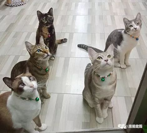 真壕 传说中的养猫大户人家,一般人还真不敢想象... 