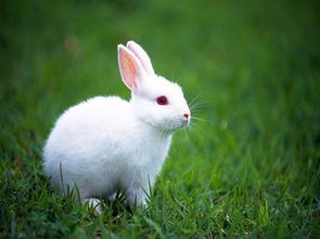 澳洲被近百亿只兔子折腾了几十年,那么靠国人足以把它们吃绝种吗