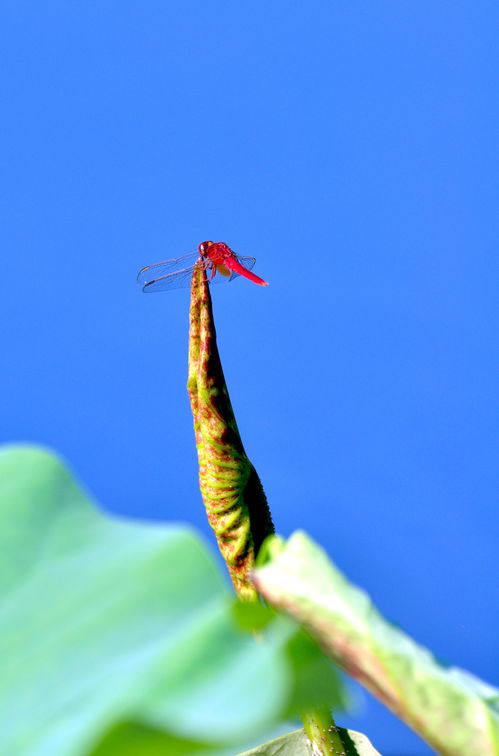 关于荷花蜻蜓的诗句