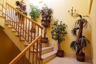 楼梯下摆放什么植物好 