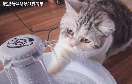 猫咪多喝水就是好事吗 有时候猫咪越喝水铲屎官越害怕