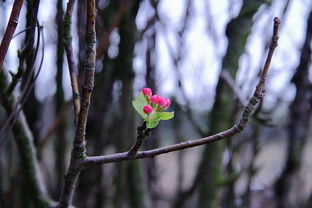 什么树在春天开花？探寻春意盎然的季节之谜