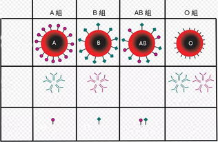 abo血型不合比八字不合还可怕 血型不合会有什么症状呢