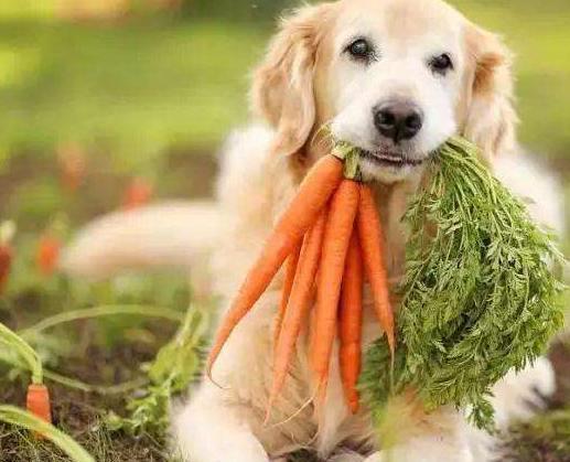 盘点狗狗能吃的8种蔬菜,爱吃与否,全看缘分