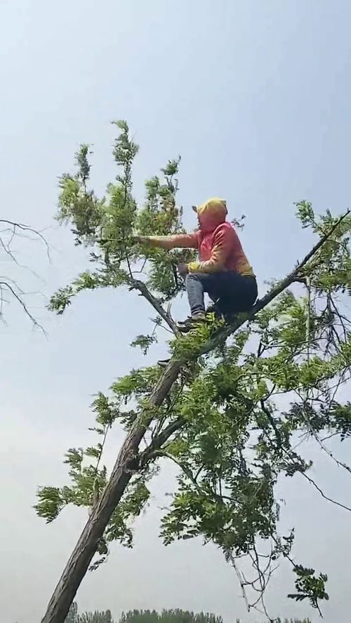 修树怎么修,苹果树修剪时间和方法