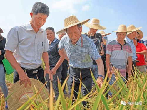 成功人士更多的属相