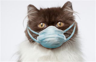 猫 感冒不吃药能好吗,猫感冒打喷嚏不吃药能好吗 
