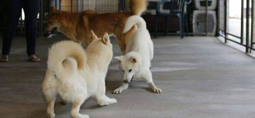 这9只狗在韩国狗肉市场被救出 之后在美国避难所找到属于自己的家