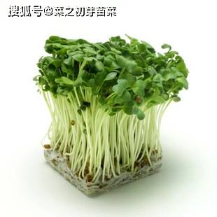 无土栽培荞麦苗的种植技术