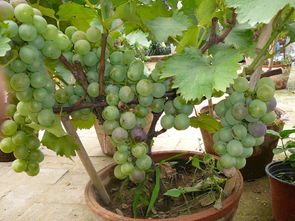 葡萄的移栽时间及方法,结果葡萄枝如何移植到盆中