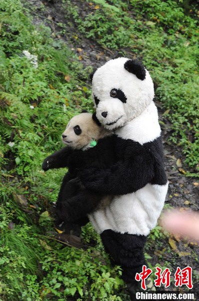 卧龙圈养大熊猫野化培训迎来 新生 